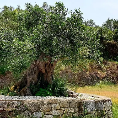 Calondri 2 In Achilleion Region * Gastouri (Corfu)
